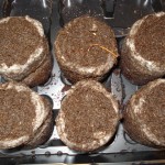 Seeds in dirt and tray Seeds in dirt and tray