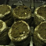 Cucumbers in dirt, not in zip lock Cucumbers in dirt, not in zip lock