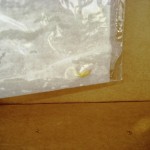 Cucumber in zip lock, no dirt Cucumber in zip lock, no dirt