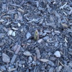Tulip, 2/14/11 Tulip, 2/14/11