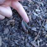 Bonni's finger showing how tall the tulips are already Bonni's finger showing how tall the tulips are already, 2/14/11