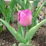 First purple tulip First purple tulip, 4/15/11