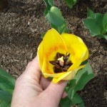 Inside of yellow tulip Inside of yellow tulip, 4/15/11